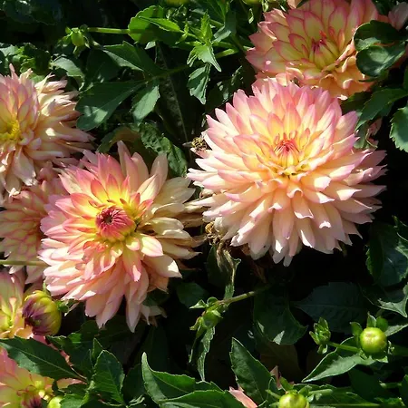 Adelheid * Eggenbach