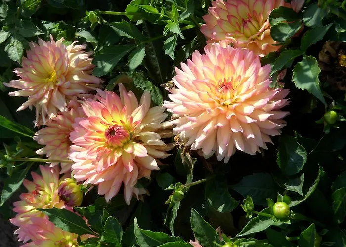 Adelheid * Eggenbach